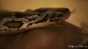A snake to cuddle Videos
